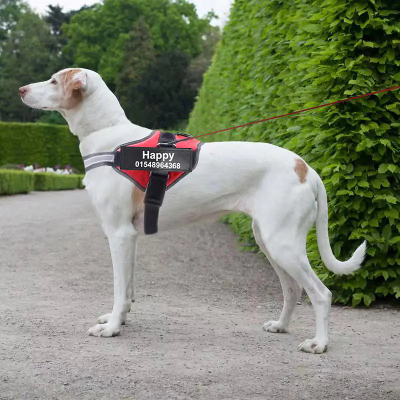 🐶 RegalFit™ Personalized Dog Harness